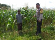 Dukungan Warga Lombok Barat untuk Ketahanan Pangan Nasional, Simak Kisahnya