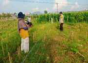 Masyarakat dan Polri Bersatu Bangun Kedaulatan Pangan Desa