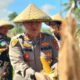Kapolres Lombok Barat Hadiri Panen Raya Jagung, Sinergi Polri dan Petani Jaga Ketahanan Pangan