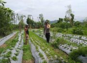 Sambang Warga, Bhabinkamtibmas Gaungkan Ketahanan Pangan Desa