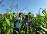 Polsek Lembar Tinjau Lahan Jagung Mareje Timur, Fokus pada Jadwal Tanam Panen