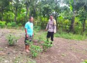 Dukung Ketahanan Pangan, Polisi Edukasi Warga Sekotong Tanam Cabai