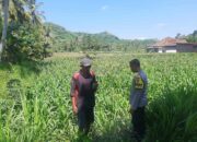 Dukung Swasembada, Polri Sapa Petani Jagung Sekotong Timur