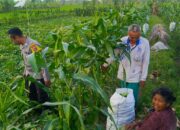 Kuripan Utara Siapkan Pola Tanam Adaptif di Musim Tak Menentu