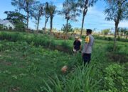 Polres Lombok Barat Gencarkan Program Pekarangan Bergizi