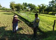 Ketahanan Pangan Dimulai dari Pekarangan: Inisiatif Polsek Lembar