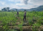 Polisi Bersama Petani Majukan Ketahanan Pangan Lombok Barat