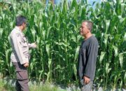 Petani Jagung Gunung Gundil Didampingi Langsung Polsek Lembar