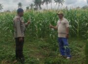Pemanfaatan Pekarangan dan Jagung Siap Panen, Banyumulek Jadi Contoh Ketahanan Pangan NTB