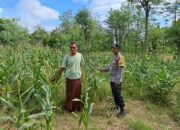 Kebun Pekarangan, Langkah Nyata Ketahanan Pangan di Kecamatan Sekotong