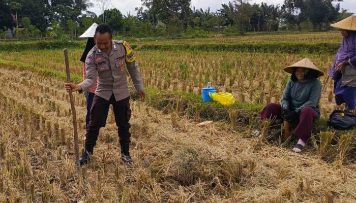 Polri Hadir di Tengah Sawah: Wujud Komitmen Ketahanan Pangan di Kuripan