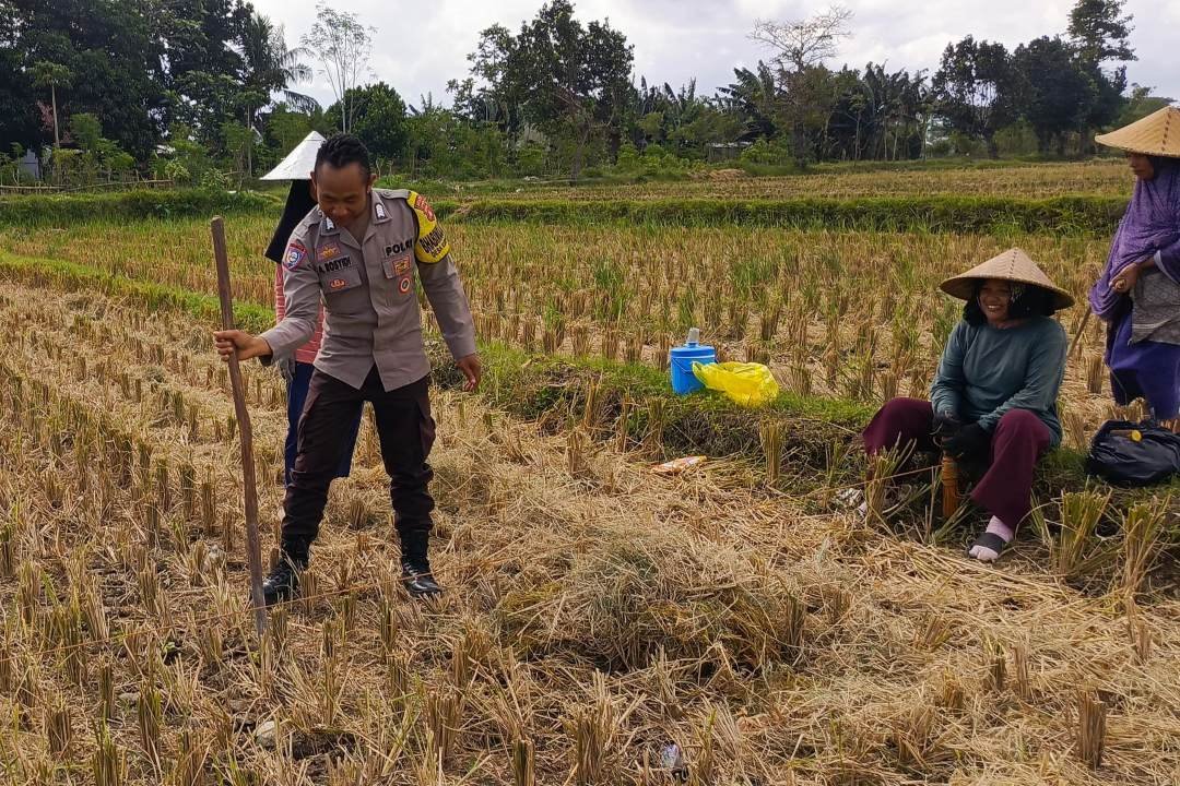 Ketahanan Pangan Dimulai dari Desa, Polsek Kuripan Dampingi Petani Jagung di Iting Langgem