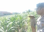 Kolaborasi Polri dan Petani di Labuapi, Wujudkan Ketahanan Pangan Nasional