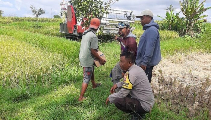 Bhabinkamtibmas Jadi Mitra Petani: Langkah Strategis di Desa Montong Are