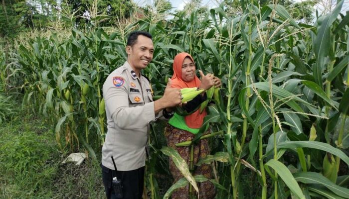 Pekarangan Produktif, Desa Aman: Inisiatif Ketahanan Pangan Bhabinkamtibmas Labuapi