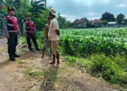Pengamanan Penanaman Jagung di Desa Gerung, Polri Hadir Jaga Kondusivitas Pertanian