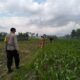 Polsek Kediri Bersama Bhabinkamtibmas dan PPL Pertanian Tingkatkan Ketahanan Pang