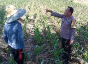 Sinergi Polri dan Petani: Optimalisasi Lahan Kosong di Dusun Jogot, Labuapi