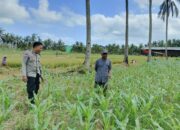 Jagung dan Keamanan: Bhabinkamtibmas Cendi Manik Turun ke Lahan