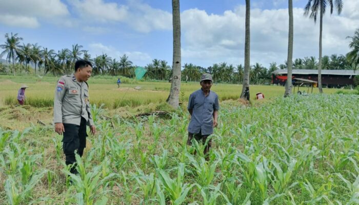 Jagung dan Keamanan: Bhabinkamtibmas Cendi Manik Turun ke Lahan