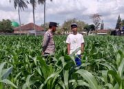 Warga Kuripan Bangun Lumbung Pangan Keluarga Bersama Bhabinkamtibmas