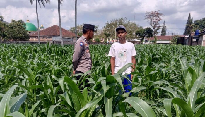 Warga Kuripan Bangun Lumbung Pangan Keluarga Bersama Bhabinkamtibmas