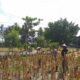 Sinergi Polisi dan Petani pada Panen Jagung Hibrida di Dusun Berambang, Lombok Barat