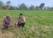 Polsek Labuapi Dorong Program Pangan Mandiri lewat Edukasi di Desa Kuranji