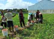 Polres Lombok Barat Turun ke Sawah, Pastikan Produktivitas Jagung di Gerung Terjaga