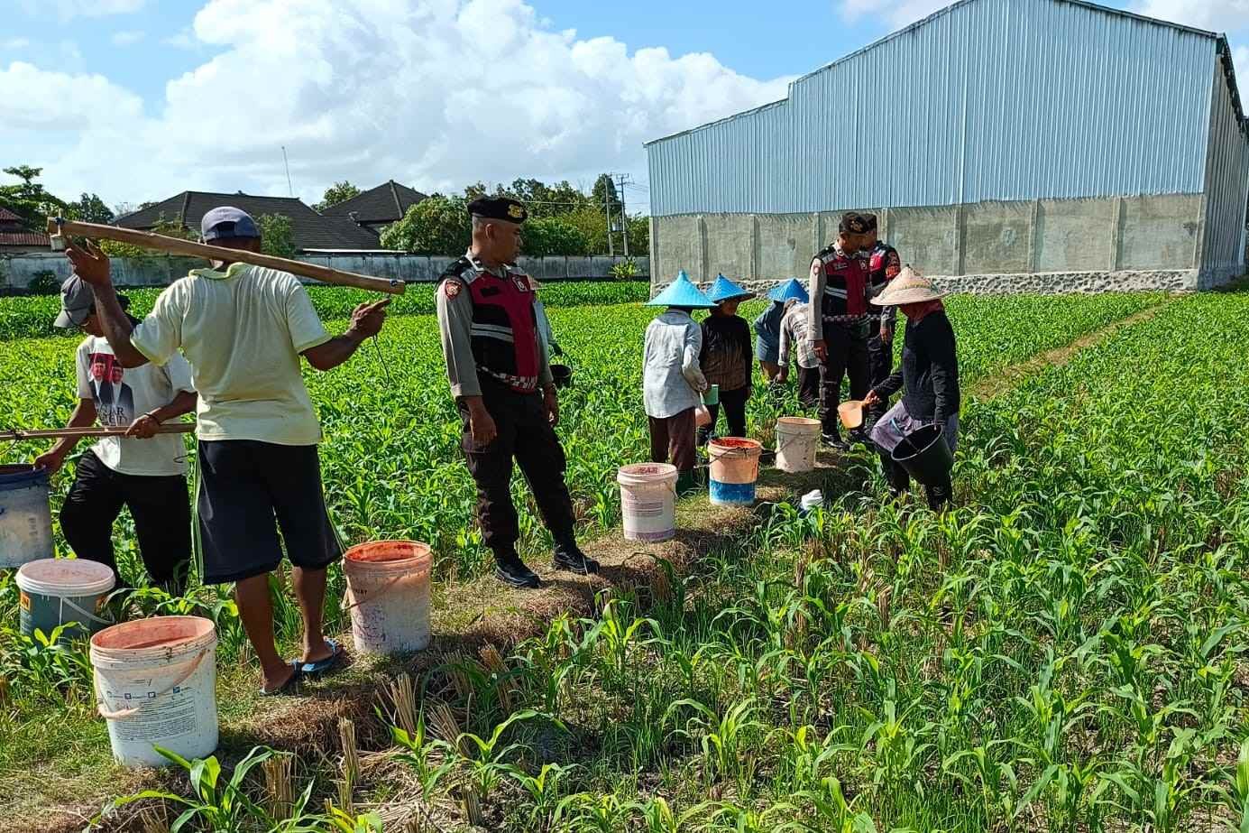 Polres Lombok Barat Turun ke Sawah, Pastikan Produktivitas Jagung di Gerung Terjaga