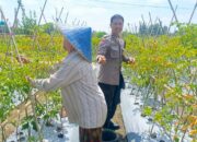 Dari Pekarangan Jadi Pangan: Inisiatif Bhabinkamtibmas Perampuan di Karang Bayan