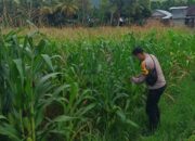 Bhabinkamtibmas Kuripan Selatan Dorong Optimalisasi Pertanian Jagung ke Bulog