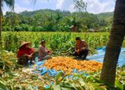 Sinergi Polri dan Petani Eyat Mayang untuk Perkuat Ketahanan Pangan Nasional