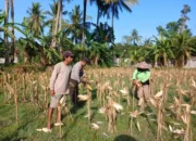 Sinergi Polri dan Petani di Gerung Dorong Stabilitas Harga Jagung