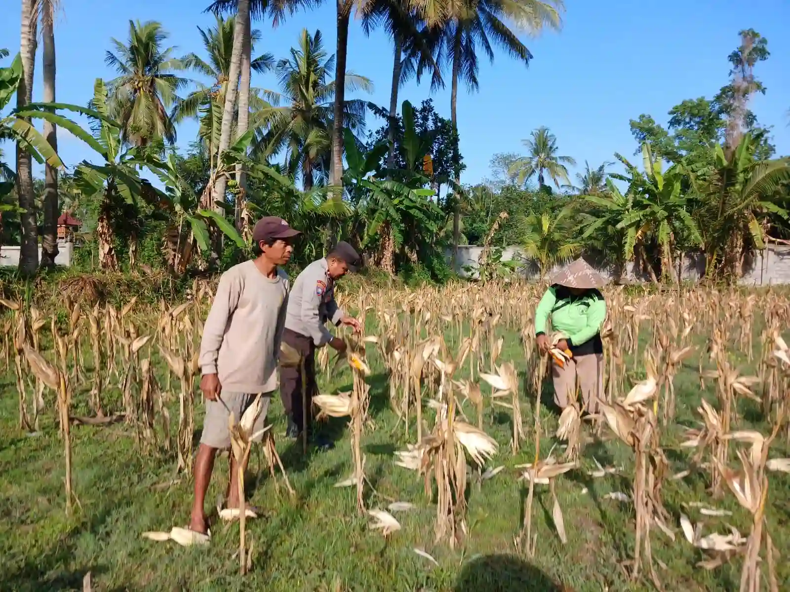 Sinergi Polri dan Petani di Gerung Dorong Stabilitas Harga Jagung