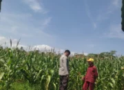 Tanpa Kendala Pupuk, Petani Jagung di Lombok Barat Semakin Optimis
