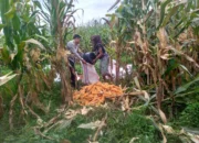 Sinergi Polri dan Warga Desa Jagaraga Bangun Kemandirian Pangan