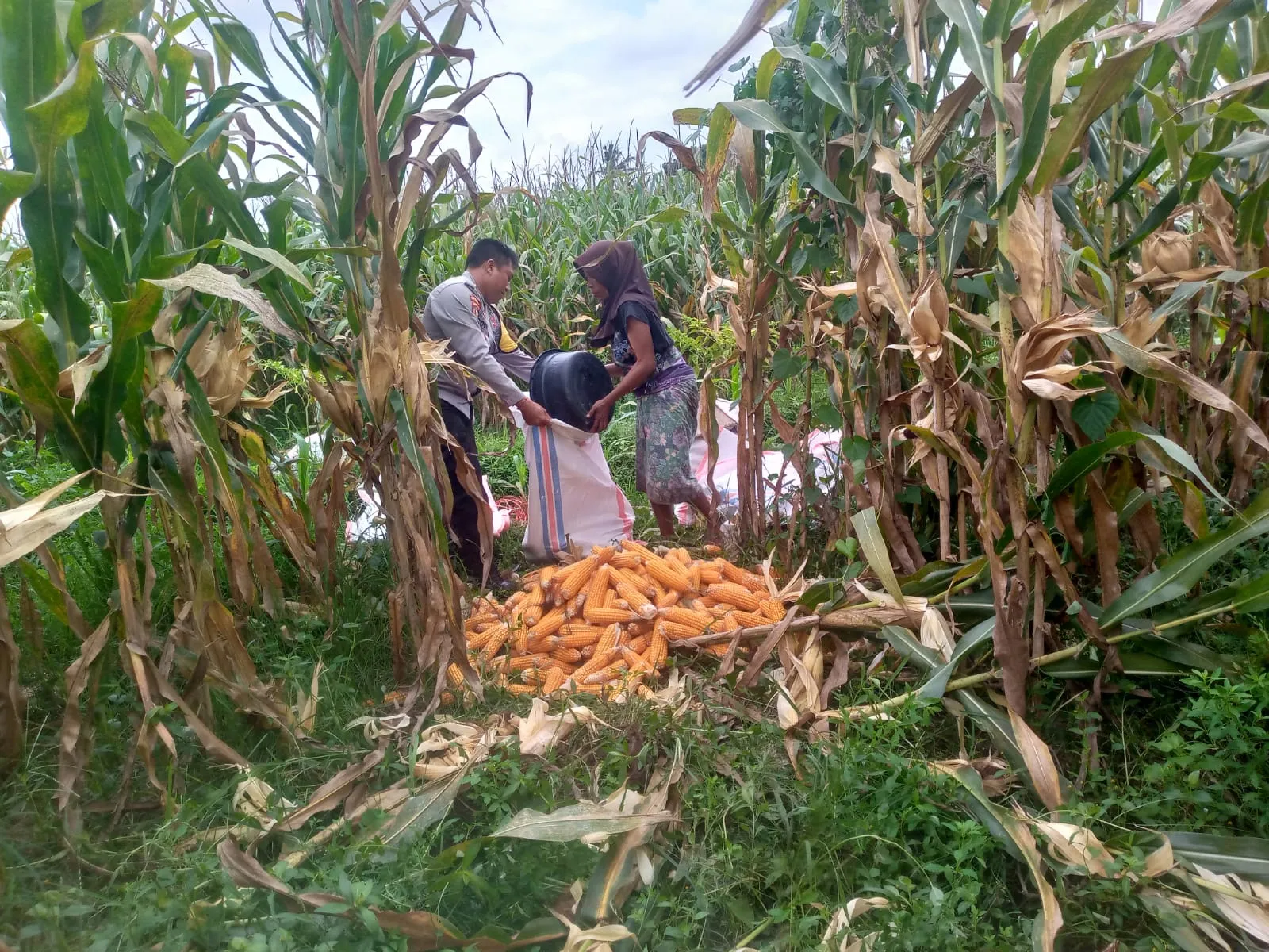 Sinergi Polri dan Warga Desa Jagaraga Bangun Kemandirian Pangan
