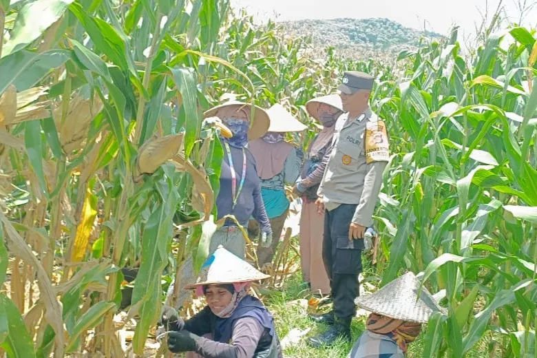 Bhabinkamtibmas Kawal Panen Jagung, Petani Babussalam Tersenyum Lega