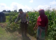 Bhabinkamtibmas dan Petani Bersatu Perkuat Ketahanan Pangan Lokal