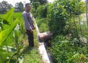 Petani Jagaraga Didorong Polri Tanam Padi dan Jagung untuk Pangan Lokal