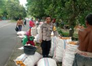 Sinergi Petani dan Polri di Lombok Barat Hasilkan Panen Jagung Melimpah