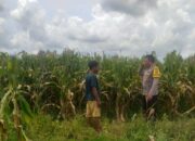 Sinergi Polri dan Warga Wujudkan Kemandirian Pangan di Lombok Barat