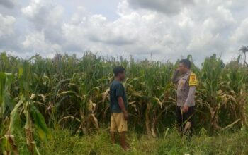 Sinergi Polri dan Warga Wujudkan Kemandirian Pangan di Lombok Barat