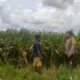 Sinergi Polri dan Warga Wujudkan Kemandirian Pangan di Lombok Barat