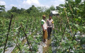 Benteng Pangan Mikro: Bhabinkamtibmas Motivasi Warga Lombok Barat Garap Lahan Produktif