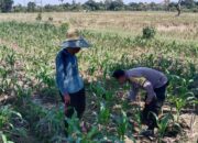 Ketahanan Pangan Diperkuat, Bhabinkamtibmas Kunjungi Petani Jagung